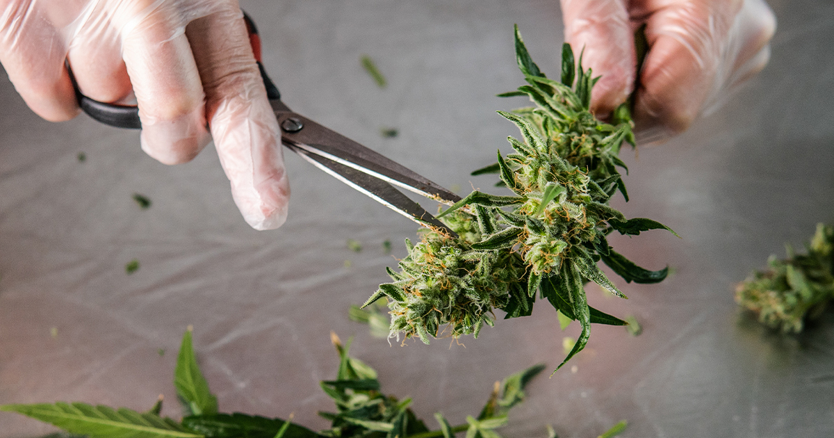 Cultivating Cannabis in a Steel Building (1) Cultivating Cannabis in a Steel Building