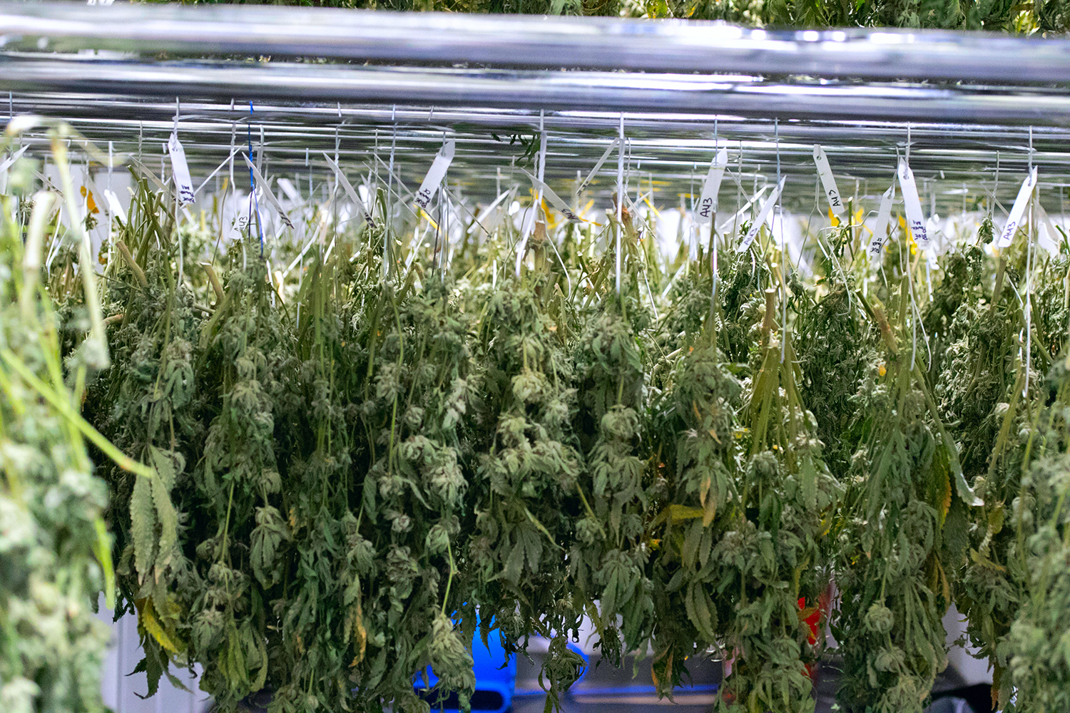 Drying Cannabis Plants