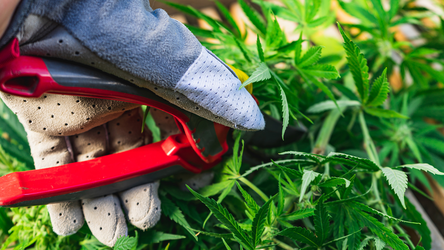 Harvesting Cannabis Plants Harvesting Cannabis Plants