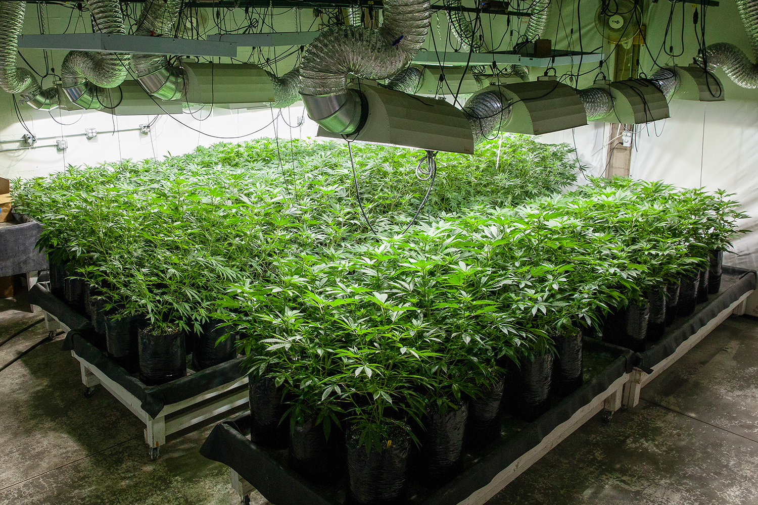 Ideal Cannabis Lighting Cannabis plants need temperature control