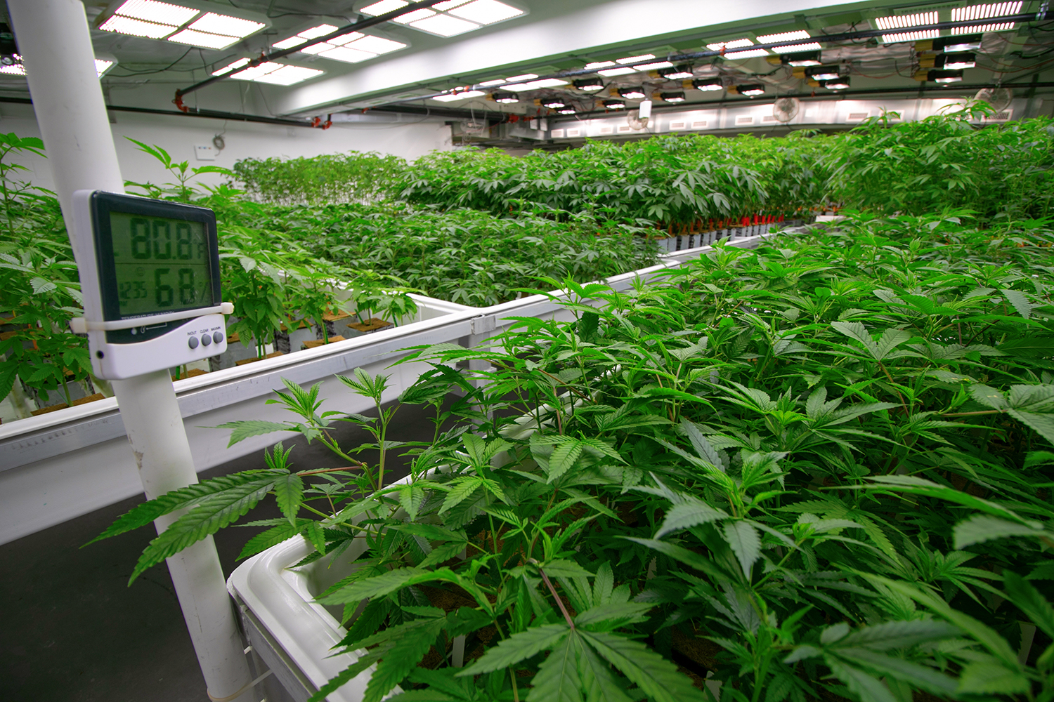 Maintaining Cannabis Growing Temperature Maintaining-Cannabis-Growing-Temperature
