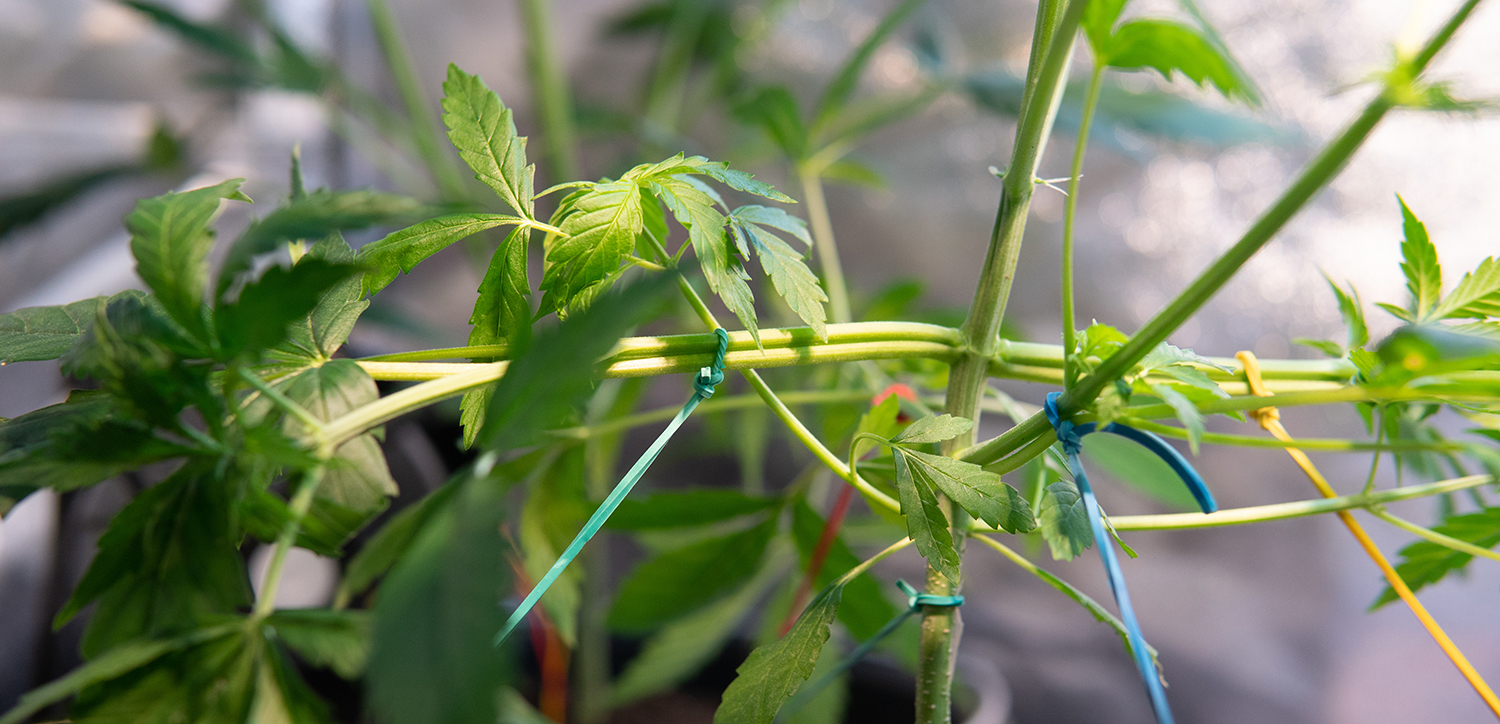 Training Cannabis Plants