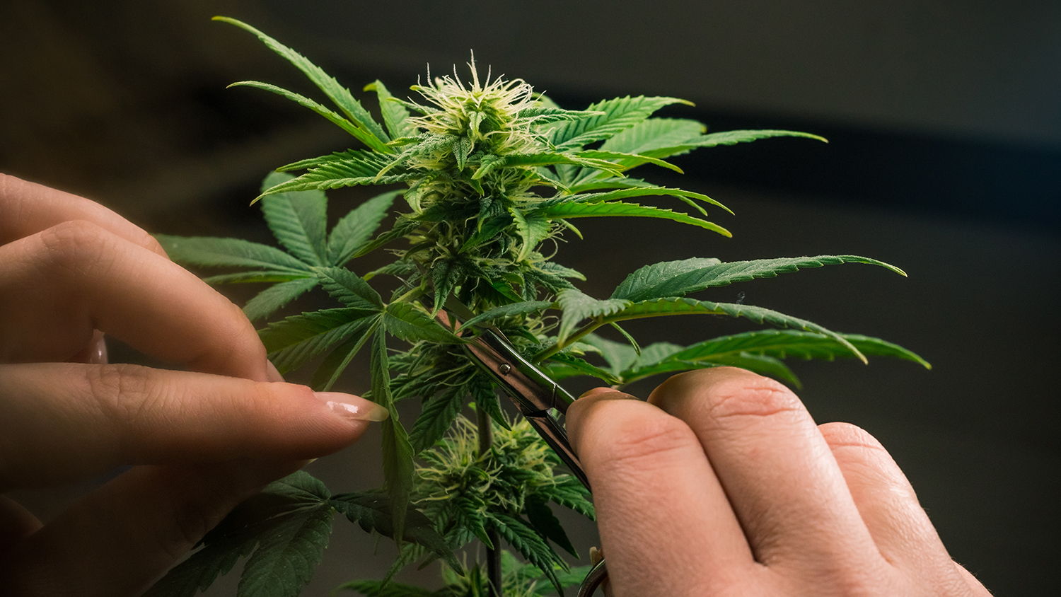 Trimming Cannabis Plant